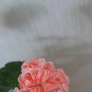 연지2