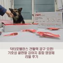닥터포밸런스 견활력 공구 오픈! 기호성 끝판왕 강아지 종합 영양제 리얼 후기