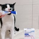 태리펫 | 고양이 오메가3 영양제 추천 일동후디스펫 오메가케어