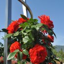 장미공원C 이미지