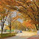 갈대습지공원 | 안산 단풍구경 실시간 안산 갈대습지공원