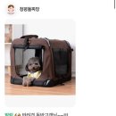 가평식당 | [방문후기] 애견동반가능 가평 청평 돌짜장, 가평 짜장면집, 가평식당 솔직 후기 (내돈내산)