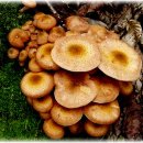 식용버섯의 종류와 사진 이미지