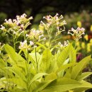 연못가든 이미지