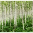 인제03-3 이미지