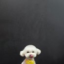 소망애견미용실 이미지