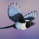 디지털 드로잉 입문 이미지