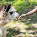 알파카월드 이미지