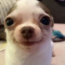 곰PC라운지 | 스트레스에 대한 대처