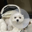 유모차 | 냐오오 라떼 강아지 유모차 사용후기