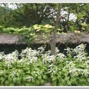 산야초마을 이미지