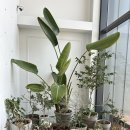 성성우성@ | 천안 직산 산업단지 카페카일리 힐링카페 모임장소로 딱