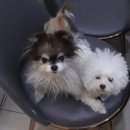 지중해동물병원 이미지