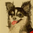 이쁜강아지 이미지