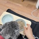 스텔라앤츄이스 포크 디너패티 입짧은 푸들 내돈내산 후기