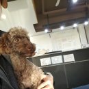 스킨앤이어동물병원 이미지