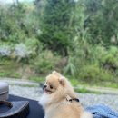 포천 애견캠핑, 운악산 진우네 캠핑장(feat.어반사이드 이지벙커 에어텐트)