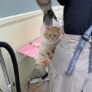 익산세무서 | 전북 군산 무마취 고양이 미용, 냥냥쌀롱 내돈내산 후기