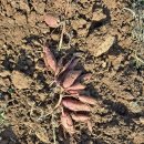 주영농산 이미지