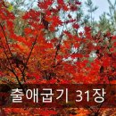 오홀리 이미지