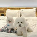 호텔 야자 시흥정왕점 이미지