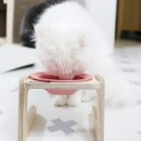프로스코 이미지