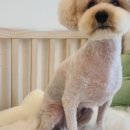 소희 스타일 독 이미지