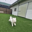 영종독 반려견 호텔, 유치원 이미지