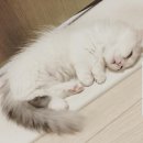 모찌누나