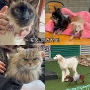마오네애견카페 | 포항애견카페 추천ㅣ강아지 고양이 천국 엄청 깔끔했던 애견카페 마오네