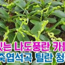 신상 꽃대있는 나도풍란 카틀레야 리틀썬 옐로킹 마젠타 프린세스 엘로돌 레드돌 그외 죽도석곡 무지석곡 코코넛틸란 휴스톤 청옥환 이미지