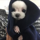 코델리아 이미지