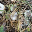 땅느타리버섯(회색깔때기 버섯) 사진 10월 12일 서석면 이미지