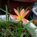 제피란서스(Zephyranthes) 꽃 이야기 이미지