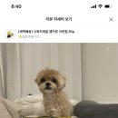 고위드테일 이미지