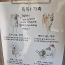 독독!개세요? 이미지