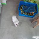 여시발바닥 이미지