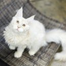 랙돌고양이분양 영종고양이분양 귀여운 표정으로 마음을 사로잡는 고양이