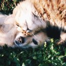 유동물병원 이미지