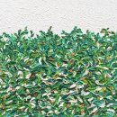 바라보다(media)
