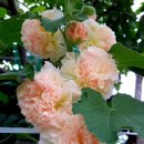 강산농원 이미지