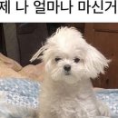 우레시
