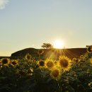 호로고루 해바라기 이미지