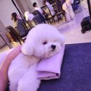 멍블리 펫 이미지