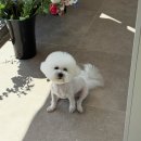 몽슈피스 이미지