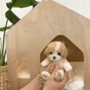 포포퍼피 | &lt;부산강아지 퍼피룸&gt; 부산반려견
