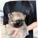 오독안심분양센터 강아지분양 고양이분양 광주점 이미지