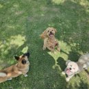 반려동물 테마공원 화장실 | 김해시 반려동물 테마공원, 내년 3월 개장! 반려문화와 관광의 새 중심지