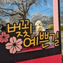 북15-2 | 2026 북면 위례 벚꽃 축제 솔직 이용후기(차량 정체구간, 주차 혼잡도)