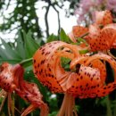 석산농장 이미지